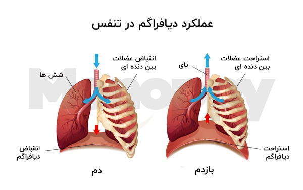 فعالیت بیش از حد دیافراگم درد پهلو هنگام دویدن