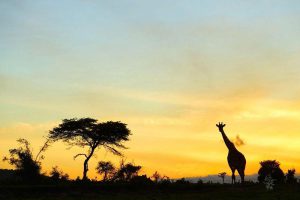 دیدن زرافه در تور کنیا